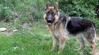 German shepherd puppy in sunny spring day