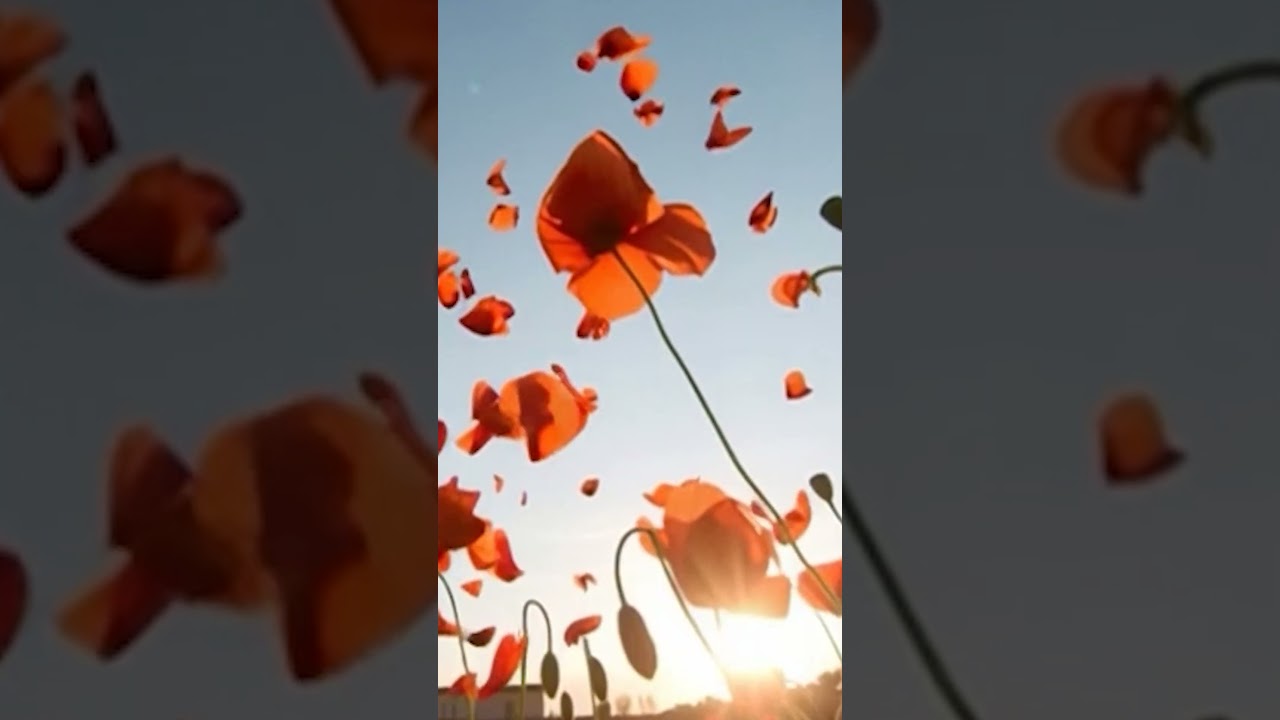 Rose Petals 🌹 | Romantic & Relaxing Piano Music for Love, Calm & Inner Peace