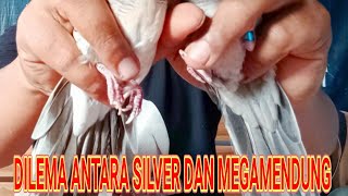 Perbedaan Perkutut Megamendung Dan Perkutut Silver