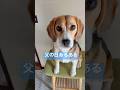 父の日あるあるを言いたいビーグル犬