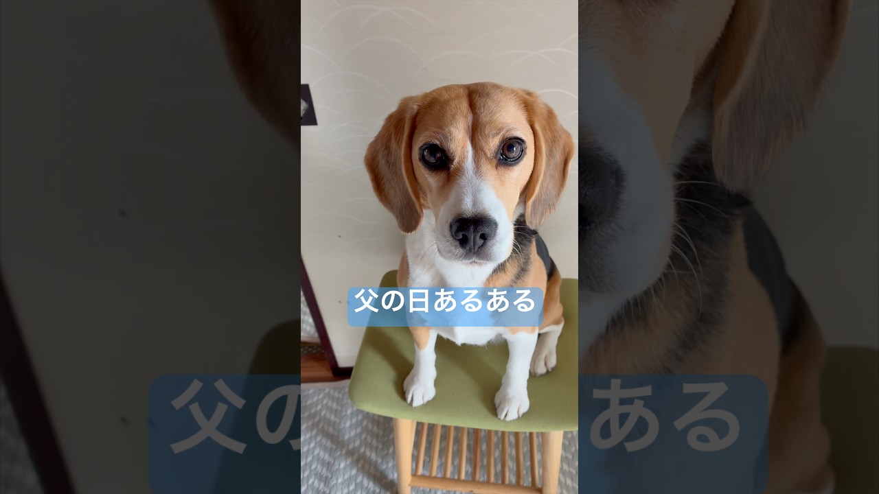 父の日あるあるを言いたいビーグル犬