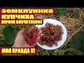 Клубника Купчиха(земклуника). Первое впечатление о КУПЧИХЕ