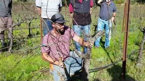 Pruning Demo Part 4: Cane Pruning, continued