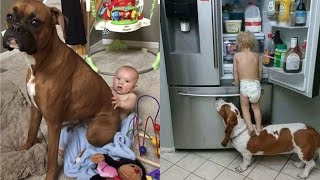 Funny Animals Trolling Babies and Kids  Funny Babies and Pets Compilation