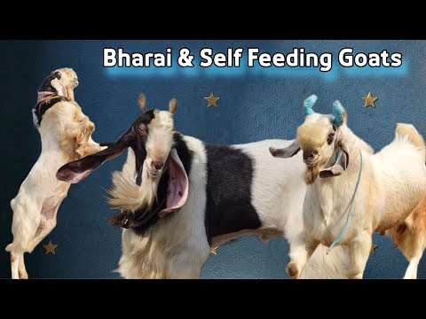 Bharai & Self Feeding Goats of Zaisha Goat Farm Mumbai