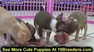 Chihuahua, Puppies, Dogs, For Sale, In Huntington, County, West Virginia, WV, 19Breeders, Morgantown