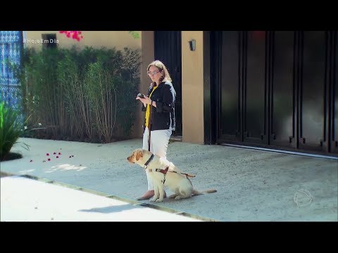 Teste mostra se motoristas de aplicativo levam passageiro com cão-guia