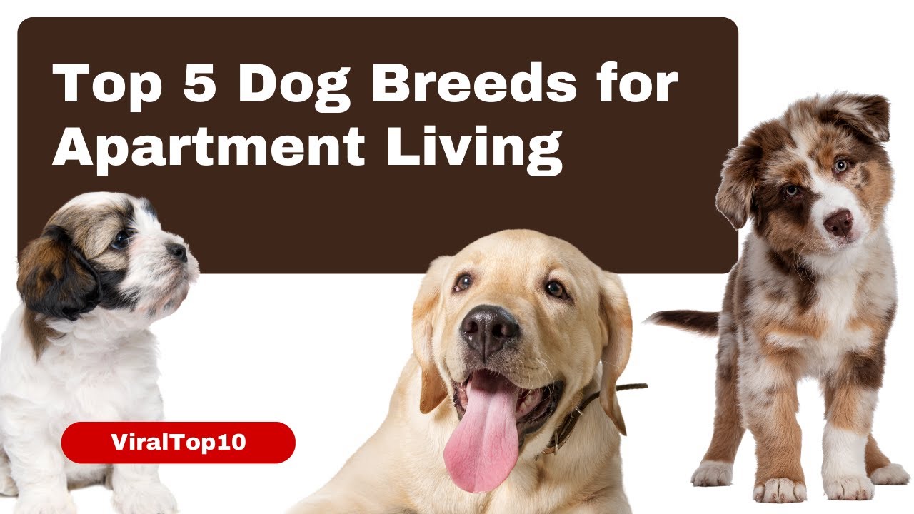 what is the best dog breed for apartment living