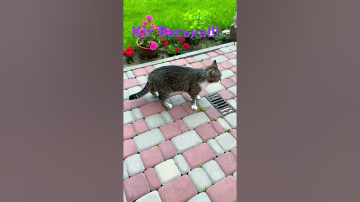 Кіт Васька думає, що він людина#cat #цитаты #рекомендация #цитати о жизне#кот