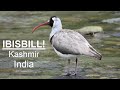 Ibisbills, Kashmir, India