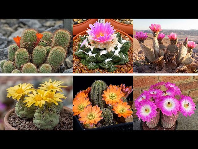 40 Tipos de Cactus ms Espectaculares que quizs nunca antes hayas visto! -  YouTube