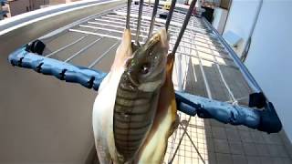 Pesca Sub Fiocina A Mano Mormora E Polpo