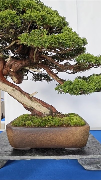 Bonsai during the NRW Bonsai days - YouTube