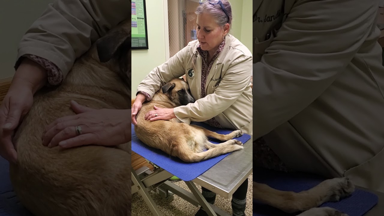 Physical therapy in paralyzed pets