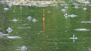 🇺🇦РЫБАЛКА в ЛИВЕНЬ. Ловля карася в дождь на поплавок и эфирное масло лаванды