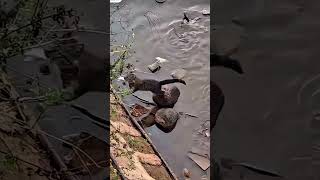 Fishing Feline , Cat Catches Dinner" #nature #shortsfeed #camping #trending #trendingshorts