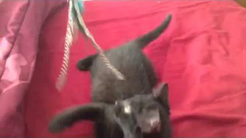 Luna the kitten playing
