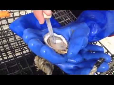 How to shuck an oyster - YouTube
