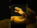 What kind of mascara should this eyelash viper wear?