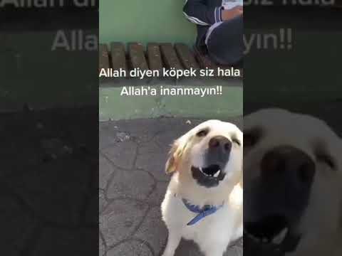 Video: Golden Retriever / Yapışqan Balıq Xaçı: Avoidant Qadınlar