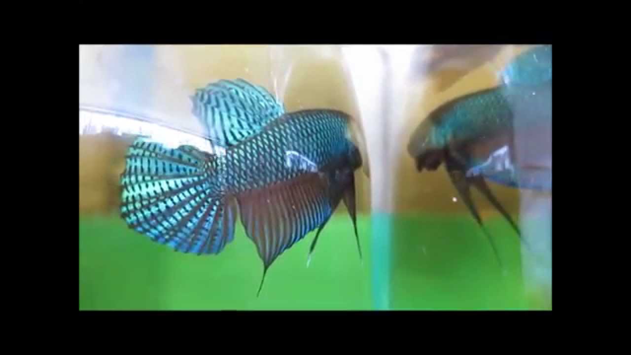 camera iphone 8 plus apk Nice tail Guitar Smaragdina Sep 2015.