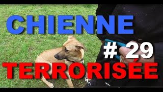 CHIENNE TERRORISÉE  #29 MÉTHODE GUN