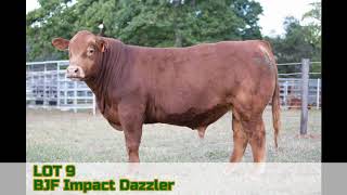 LOT 9 - BJF Impact Dazzlers