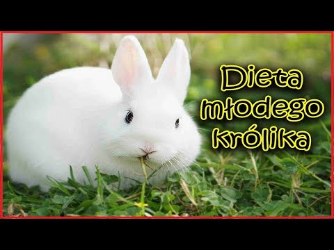 Żywienie młodego królika - jak wygląda prawidłowa dieta królika?🐰