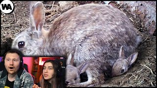 видео: Вот Почему Детство Кроликов Такое Ужасное | РЕАКЦИЯ на WATOP картинка: Вот Почему Детство Кроликов Такое Ужасное | РЕАКЦИЯ на WATOP