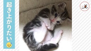 なかなか起き上がれない！可愛い子猫【PECO TV】