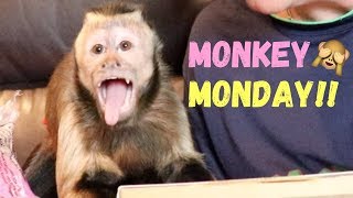 Monkey Monday Mail Time! (MonkeyBoo & Princess MonkeyMeela)