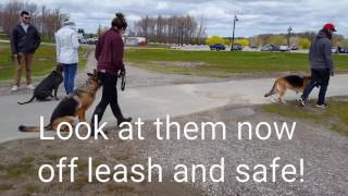 Aggressive Reactive Dog Training - Shield K9