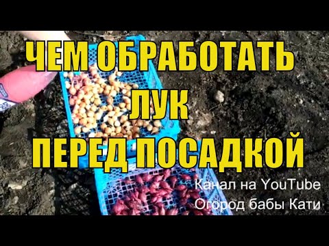 Когда и как сажать лук севок. Чем обработать лук севок перед посадкой.