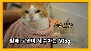 할배 치즈 고양이 세수하는 vlog by 써니포캣 sunny4cats 338 views 11 months ago 1 minute, 38 seconds