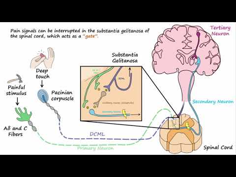 Gate Control Theory of Pain