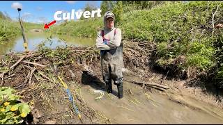 Collapsing Beaver Dam!