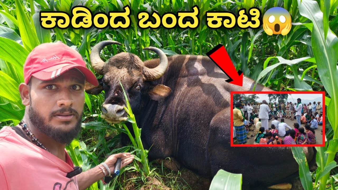 Wild Buffalo & Elephant Attack😱| Farmers | Tribal Village | Karnataka | Avatar Shiva Official