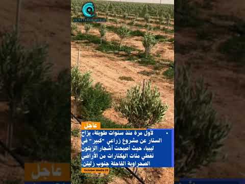 هدف ال مليون لتر زيت ليبيا تزرع 150 ألف شجرة زيتون