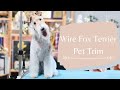 How to Do a Wire Fox Terrier Pet Trim | With Master Groomer の動画、YouTube動画。