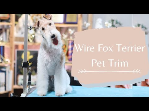 Video: Hur Man Limma Fox Terrier öron