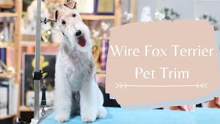 How to Do a Wire Fox Terrier Pet Trim | With Master Groomer