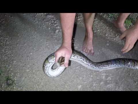 4Leaf  Python Hunt