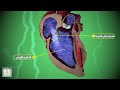 تشريح وطريقة عمل قلب الانسان 