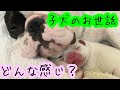【子犬のお世話ってどんな感じ？】フレブルの子犬のお世話をしてみよう！