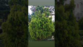 Rabbim Bana Bir Kaç Dert Vermiş Elhamdüli̇llah