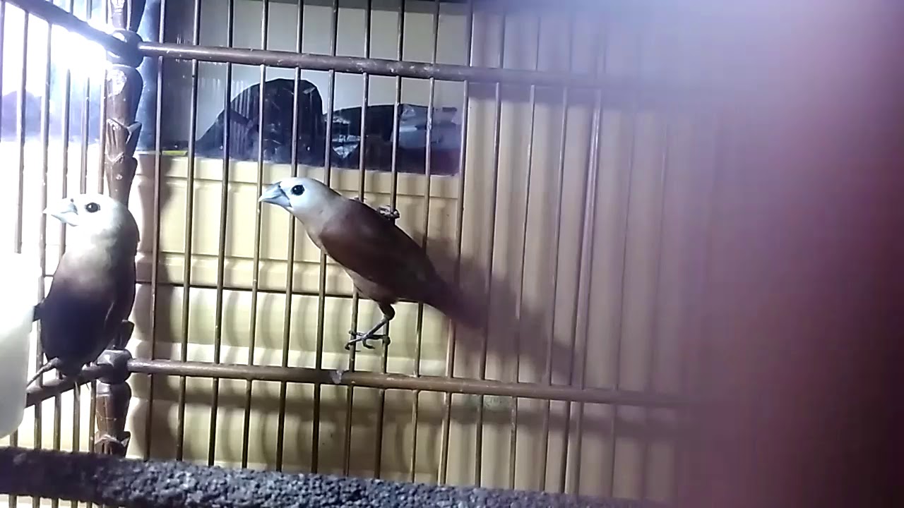 Burung Yang Bagus Dan Indah Selain Love Bird Dan Nama Burung Yang Bagus Dan Indah Selain Love Bird Dan Nama