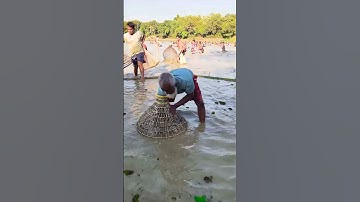 Asian Country Fishing #shorts | Amazing Rural Fishing Video 🇮🇳 Best Asian Fishing Technique #shorts