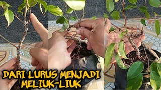 cara membuat bonsai beringin batang lurus menjadi meliuk-liuk screenshot 2