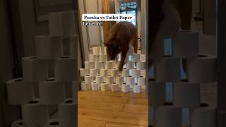 Pumba vs Toilet Paper Part 2