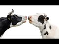 Cow Mooing Sound Effect HQ Cow Mooing Sound Effect HQ